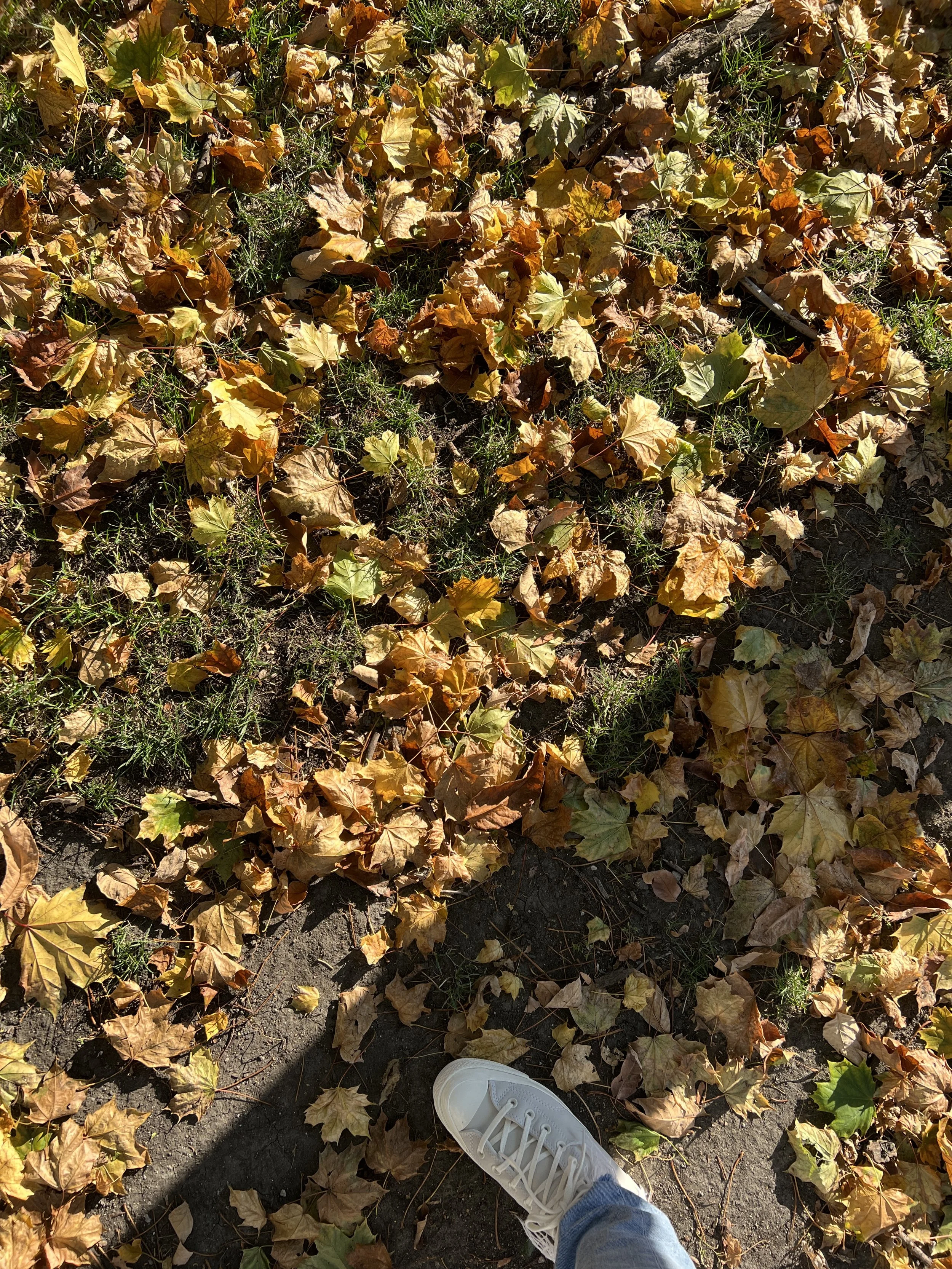 Autumn Morning Practice