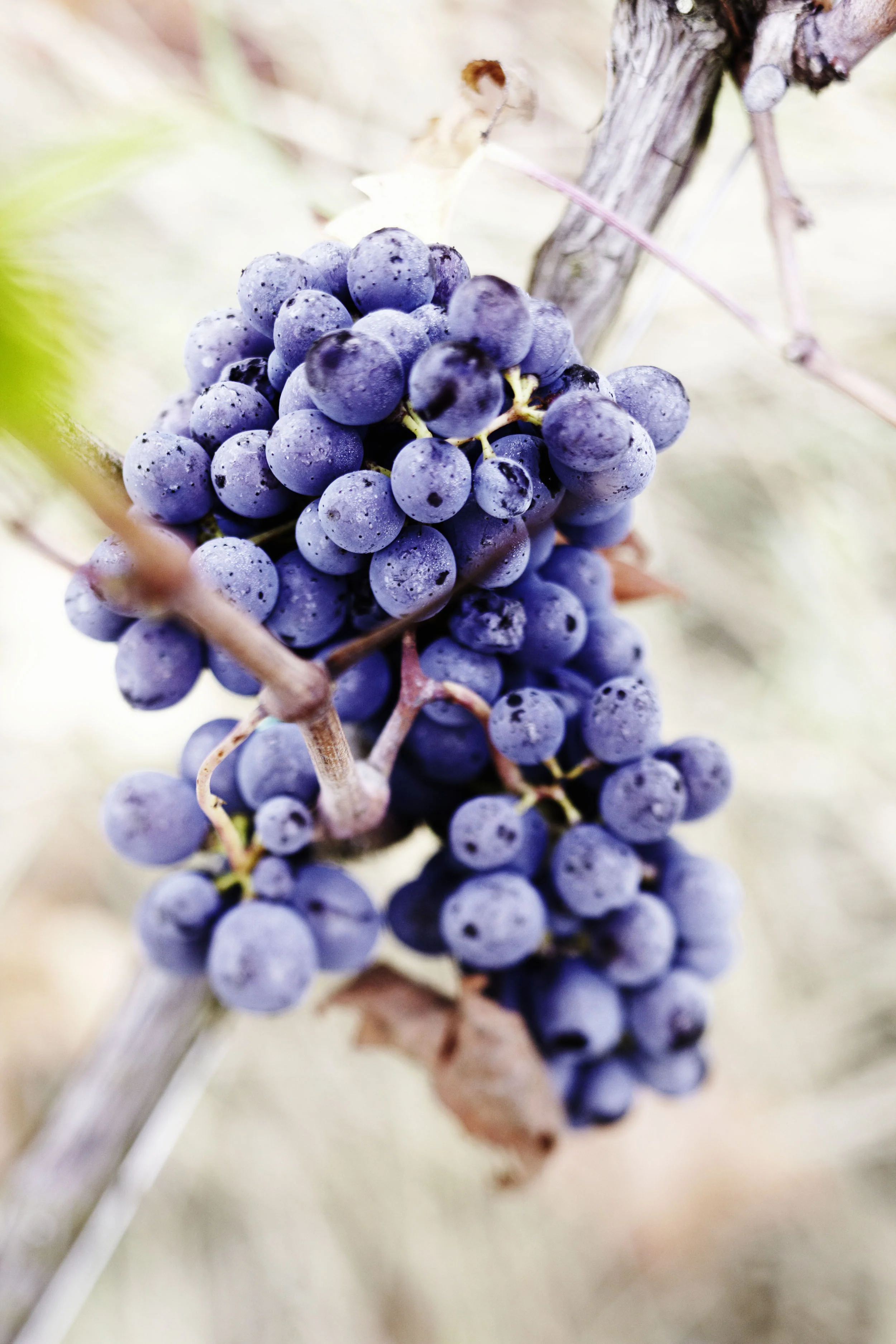 Bolgheri - San Giovese - reif