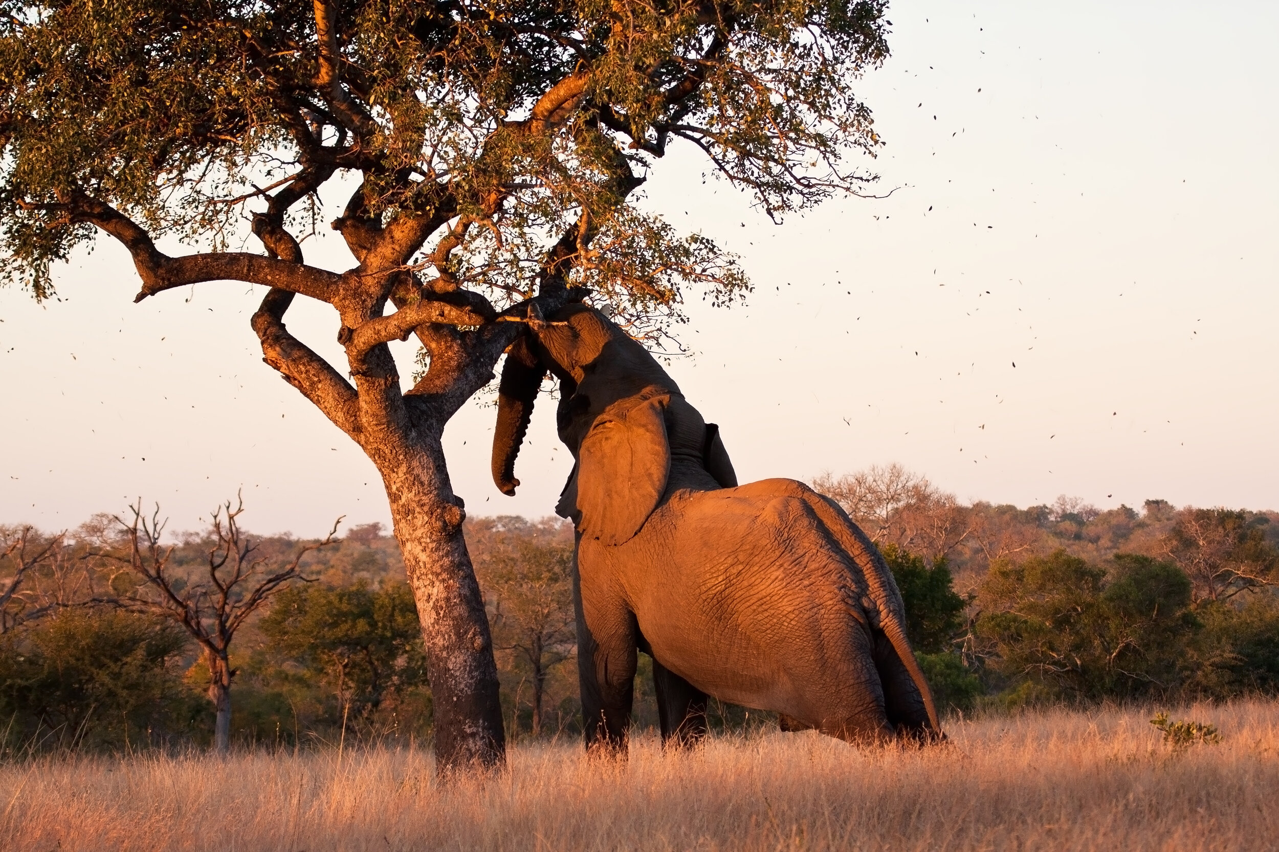 marula.jpg