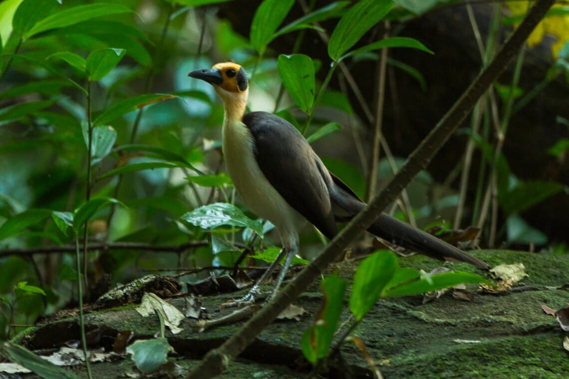Image provided by BirdLife International.