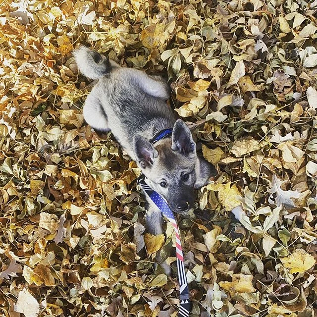 More. Leaves. Plz. #norwegianelkhound