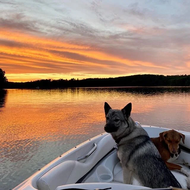 First boat ride a success  #norwegianelkhound