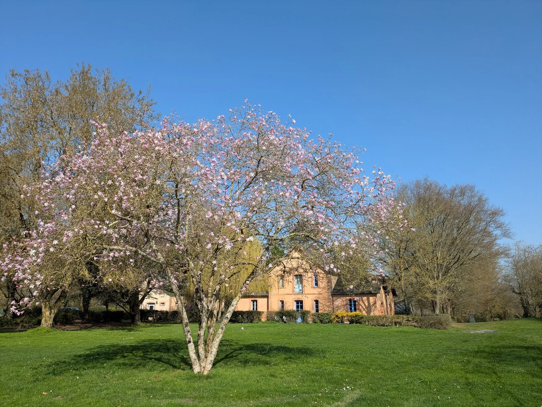 Magnolia Stellata hebergements Anjou Golf.jpg