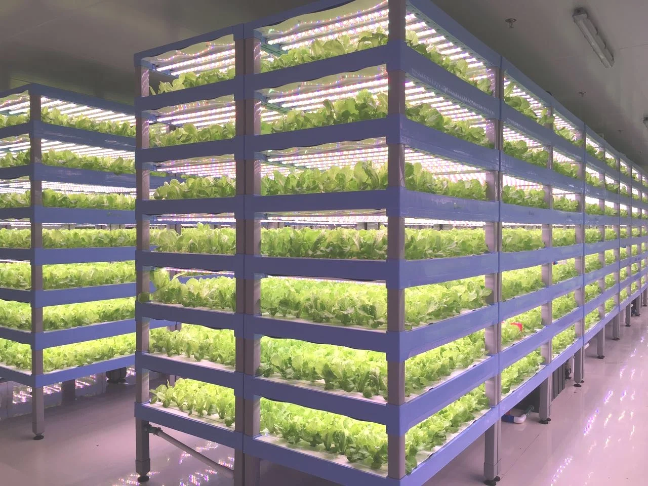 Vertical Farm Design and Layout