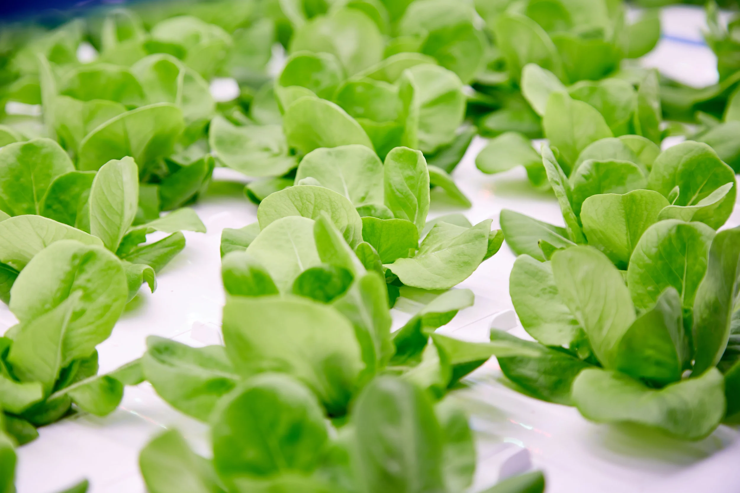 Head lettuce, leafy greens, culinary herbs, and micro-greens can all be grown in the RADIX.