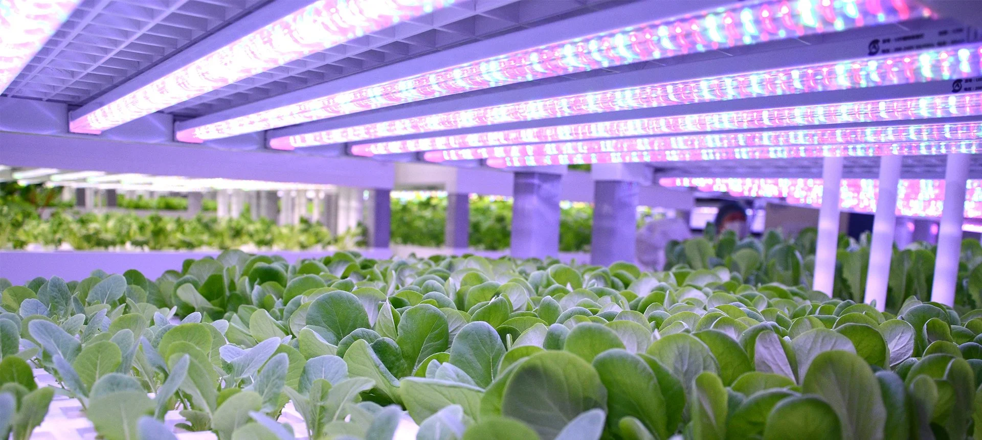LED Grow Light Manufacturer - Sananbio Led Light