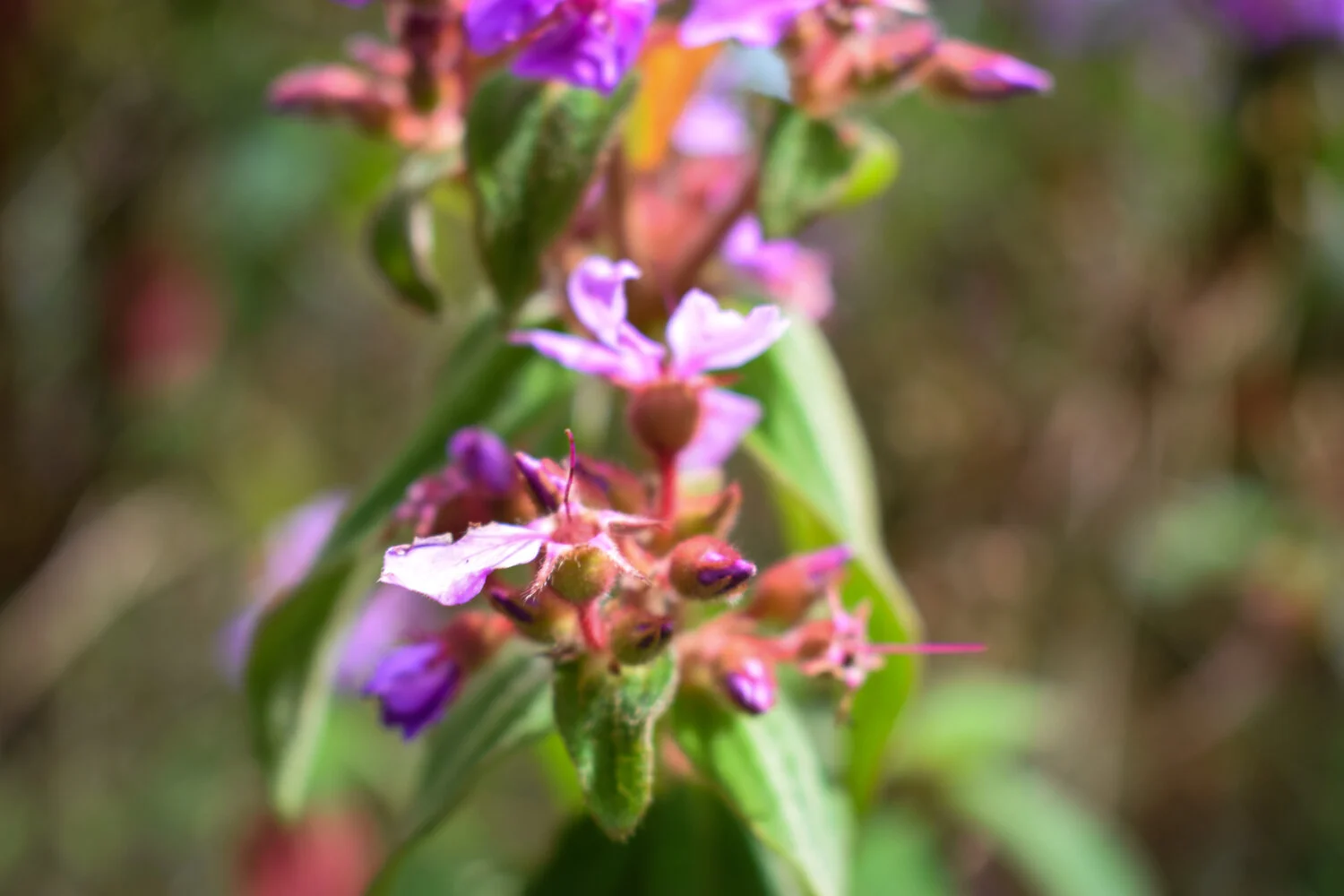DSC_0534.jpg
