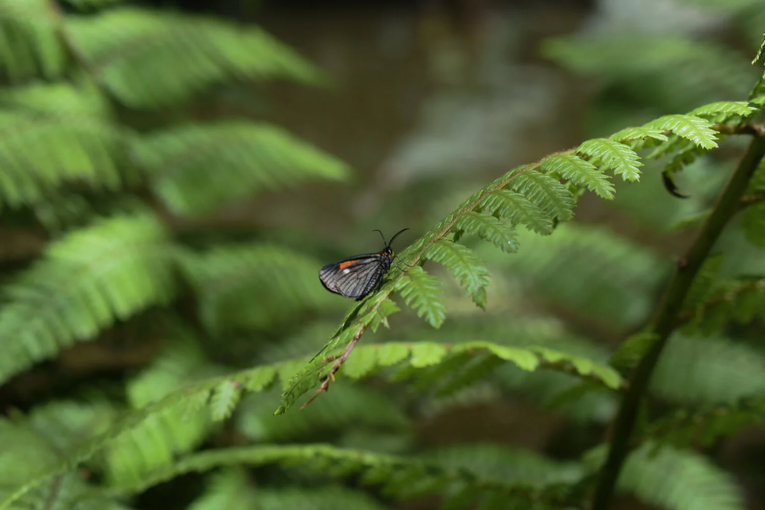 DSC_0739.jpg