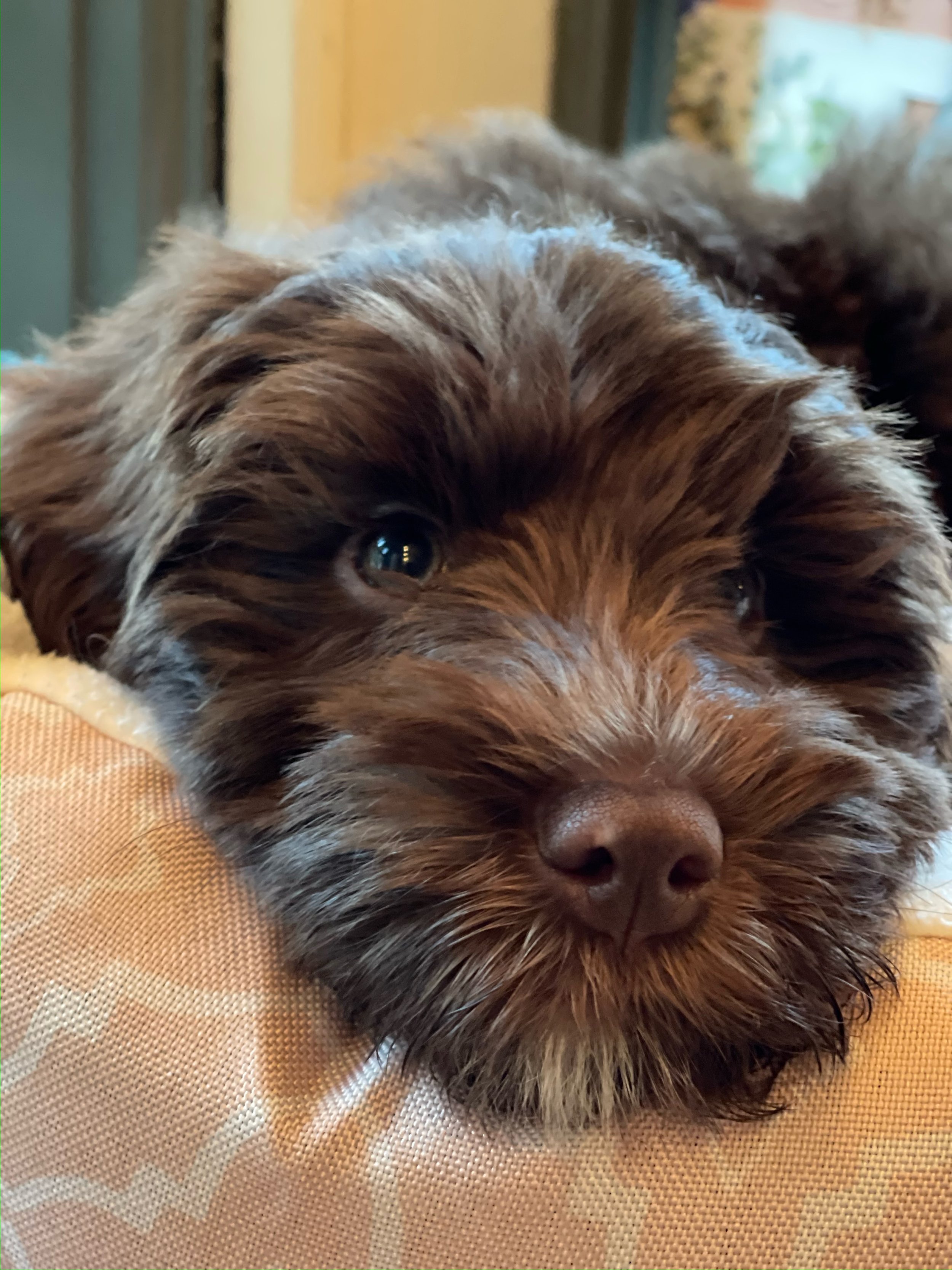 Sparrow, Therapy Dog in Training