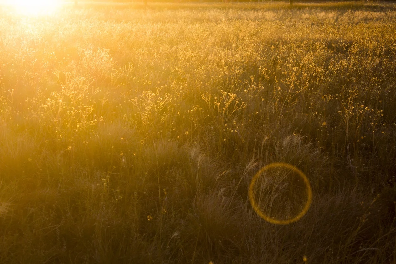 evening-sunset-field-yellow-688332.jpeg