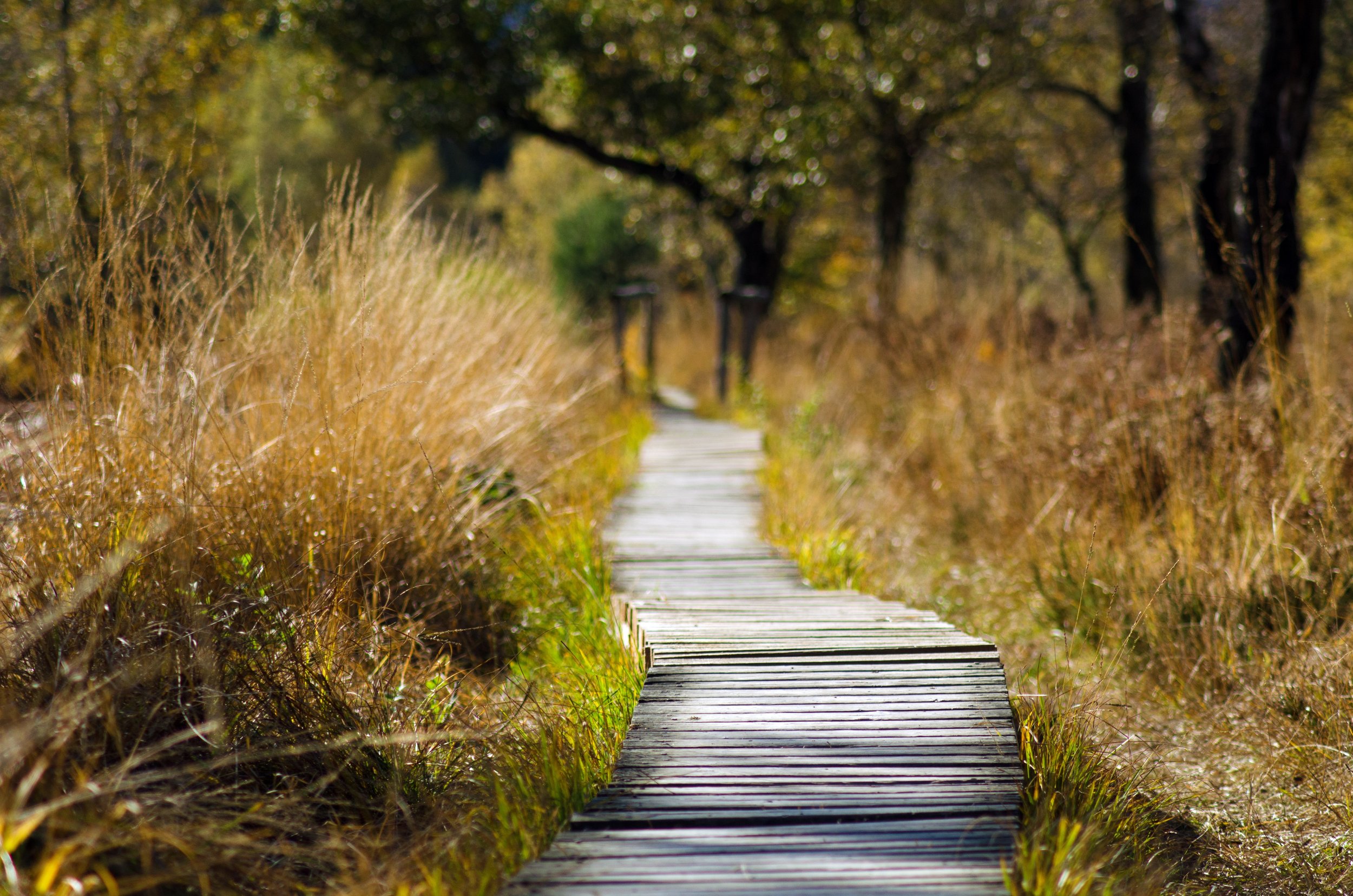 wooden-track-1932611.jpg