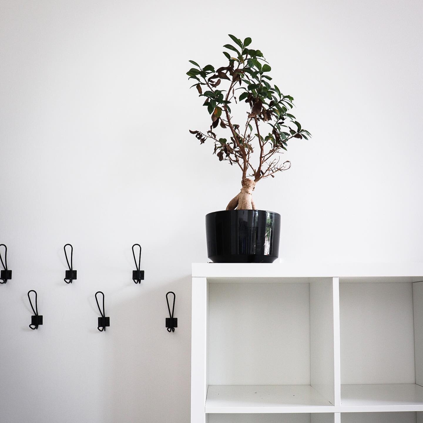 Our plants are more than just for looks, they are incredible air purifiers too!
