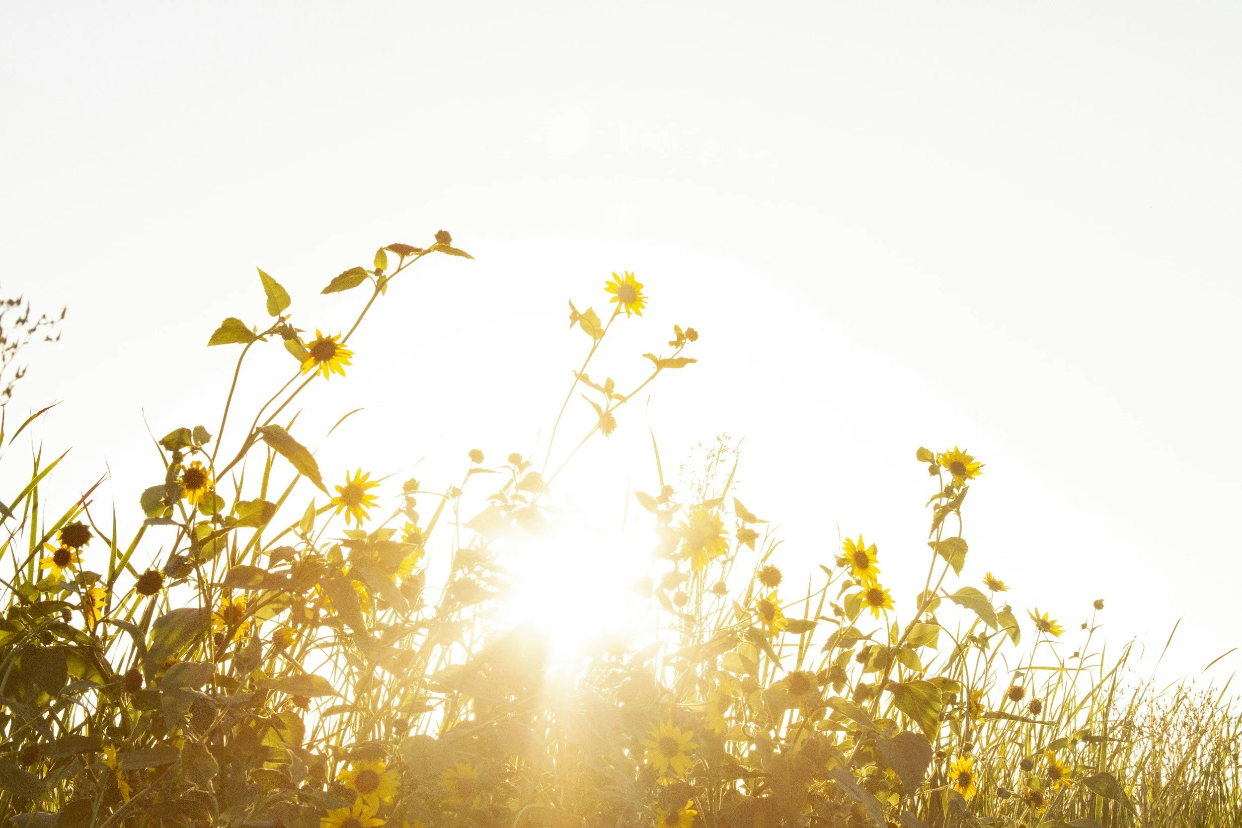 grief and loss therapy minnesota