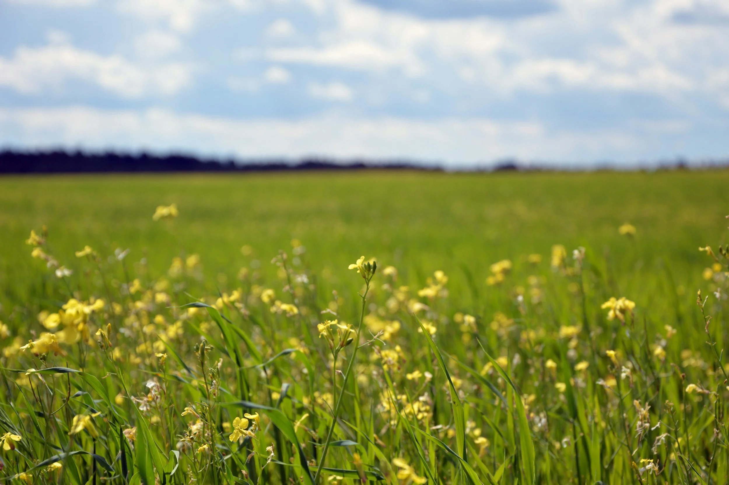 yellow flowers in a field representing progress from depression therapy in mahtomedi minnesota from embolden you therapy