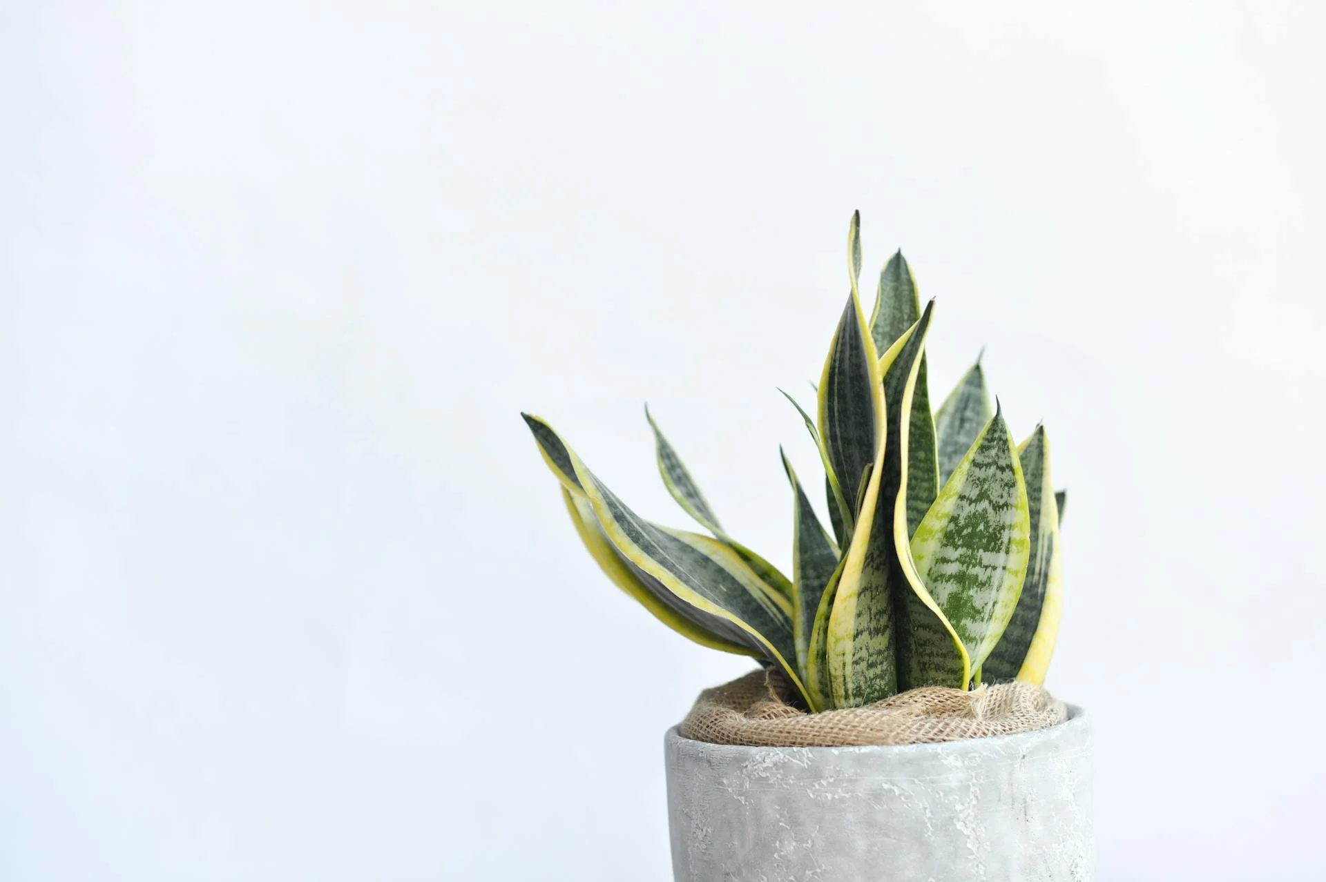snake plant representing recovery after trauma and ptsd therapy in mahtomedi minnesota and online