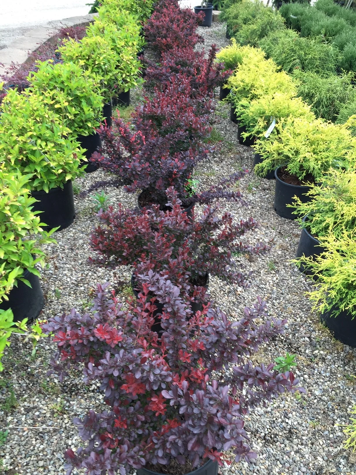 Plants-GardenC5.JPG