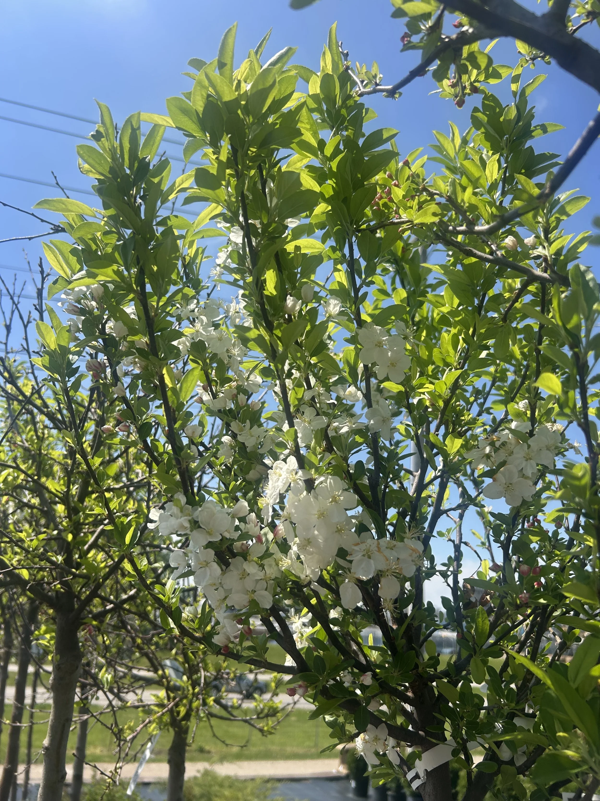 IMG_4294 2.jpeg