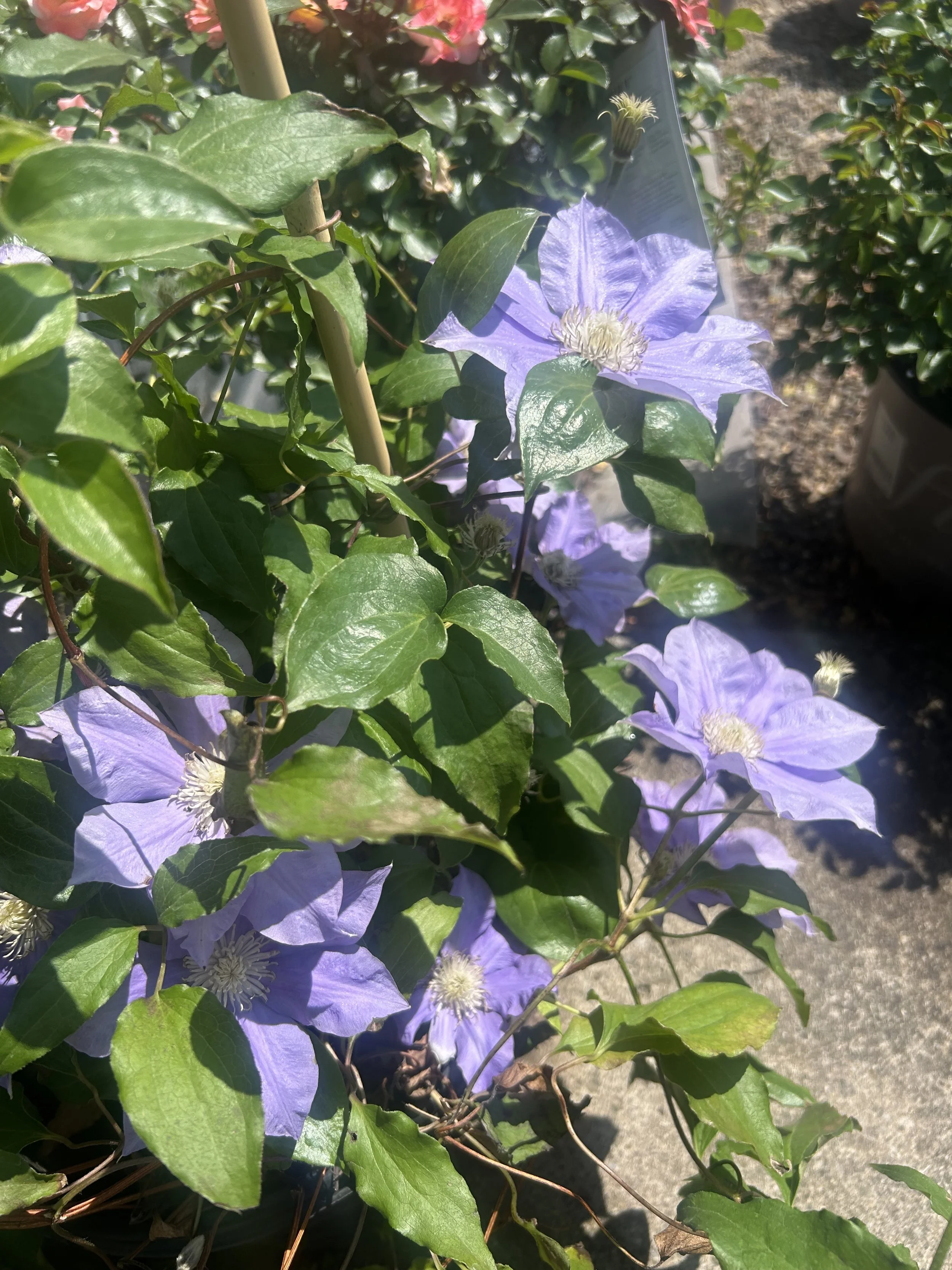 IMG_4286 2.jpeg