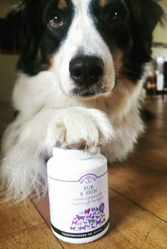 Trænge ind svamp Nikke Allergivenlig hund — Pet For Life