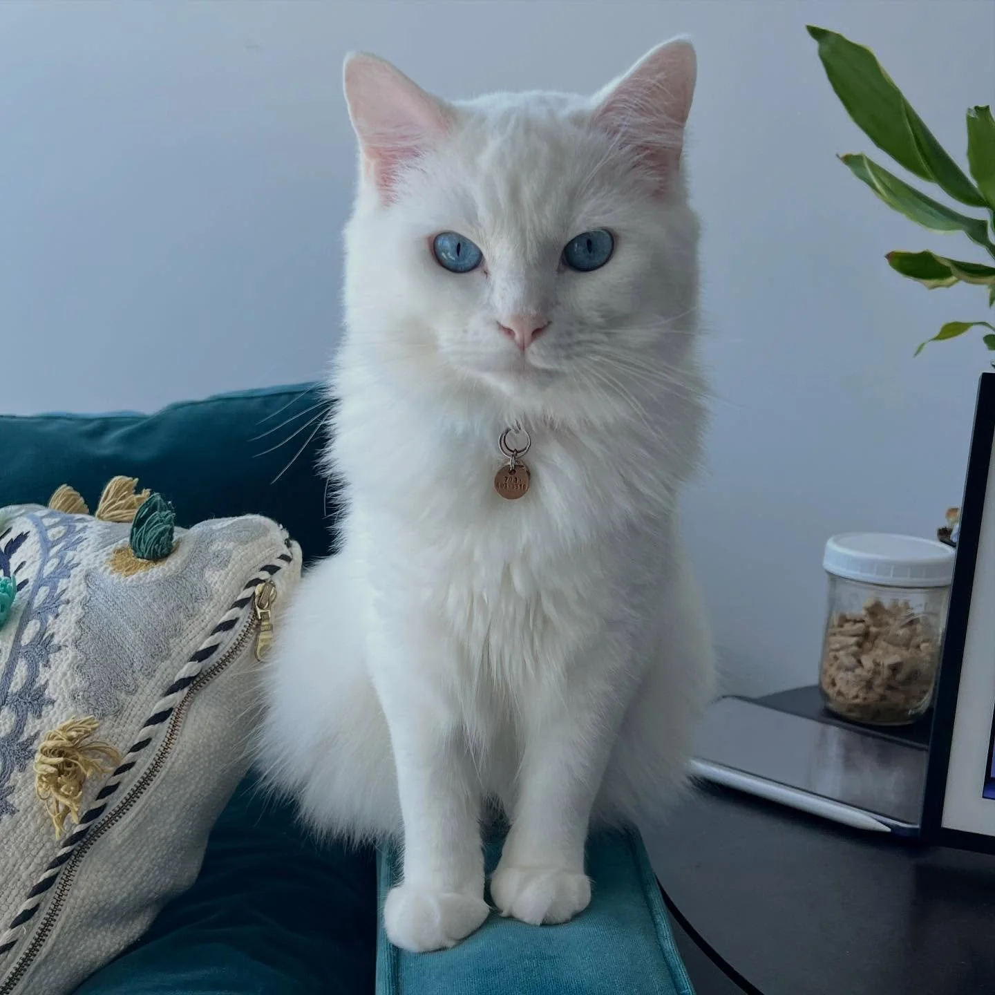 Sunday morning&hellip;
@hellokittyfinn waiting patiently for brunch to be served. 

He is what makes my home a home. 🩷
.
.
.
.
.
#ragdollkitten #ragdollcatlovers #ragdollkitty #sundaybrunch #hellokitty #catladylife