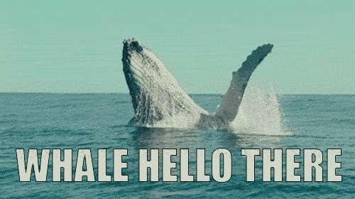 Whale Hello There.gif