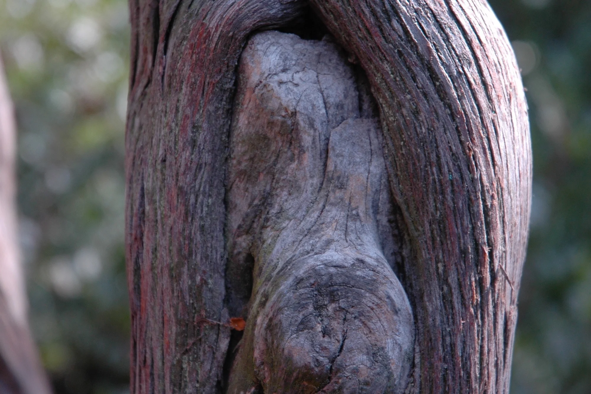 DSC_0248.jpg