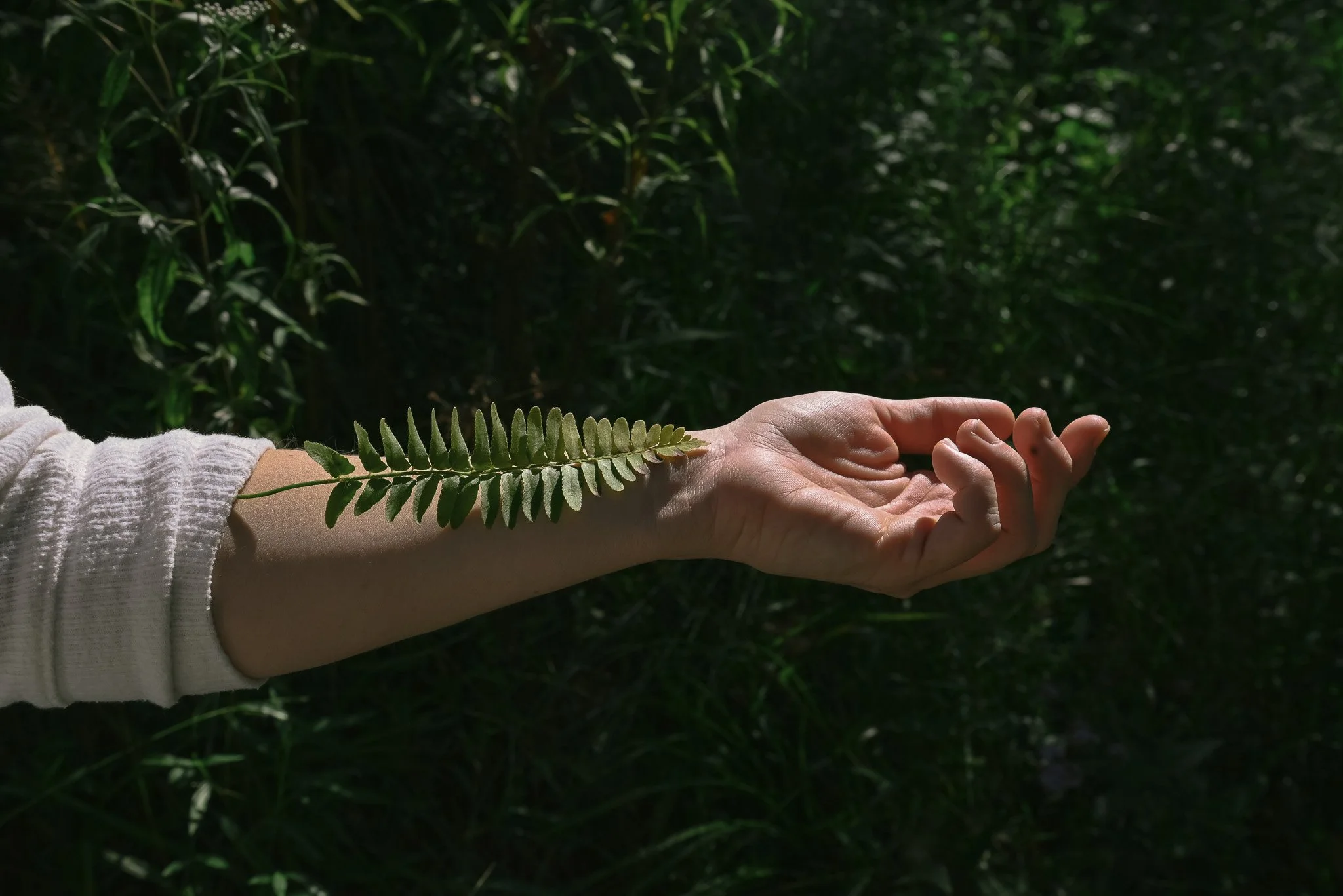 A person's arm with a fern leaf resting on it, in a lush green forest setting.
