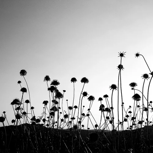 bw-flowers.jpg