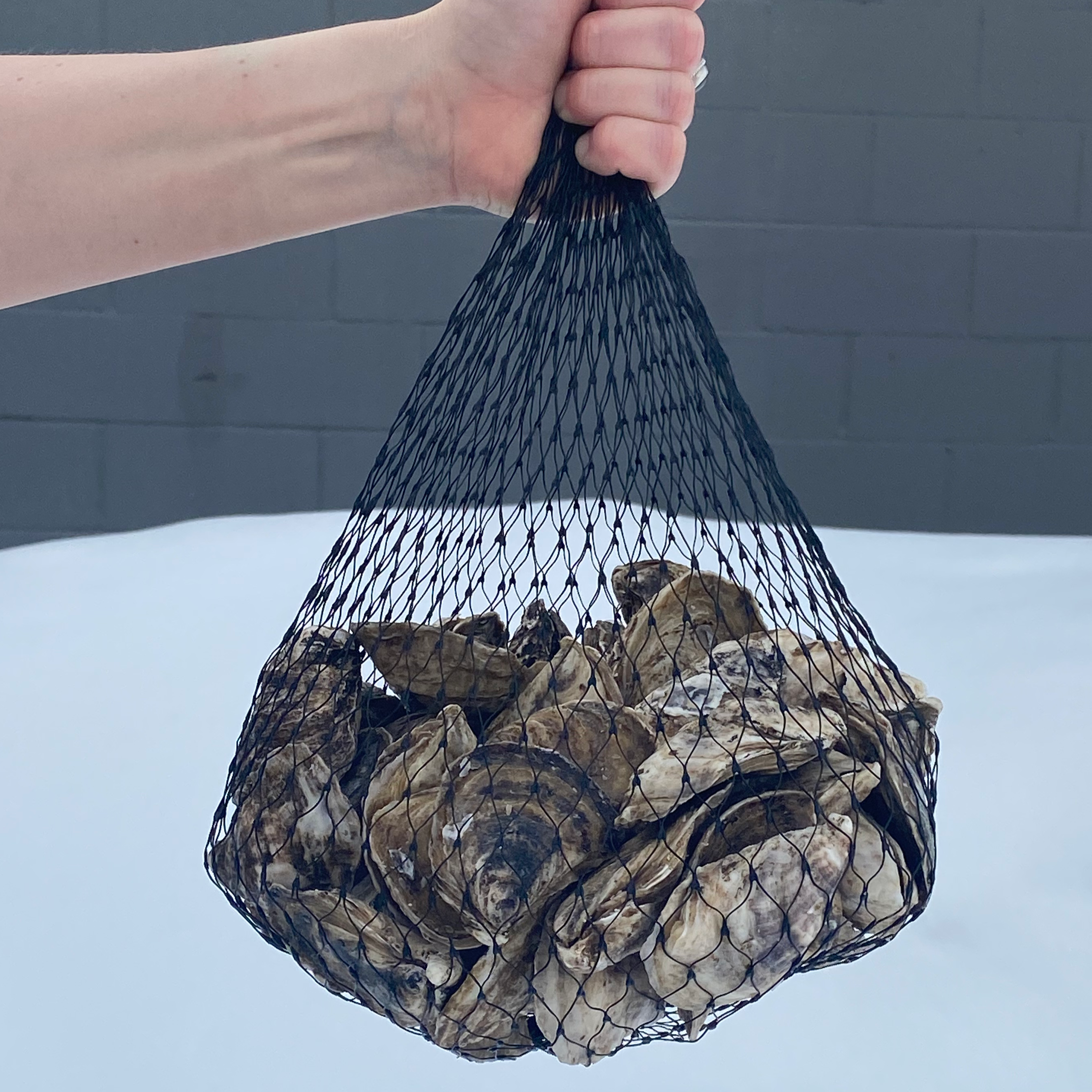 Fresh East Coast oysters at Ocean Odyssey Inland, Edmonton seafood market