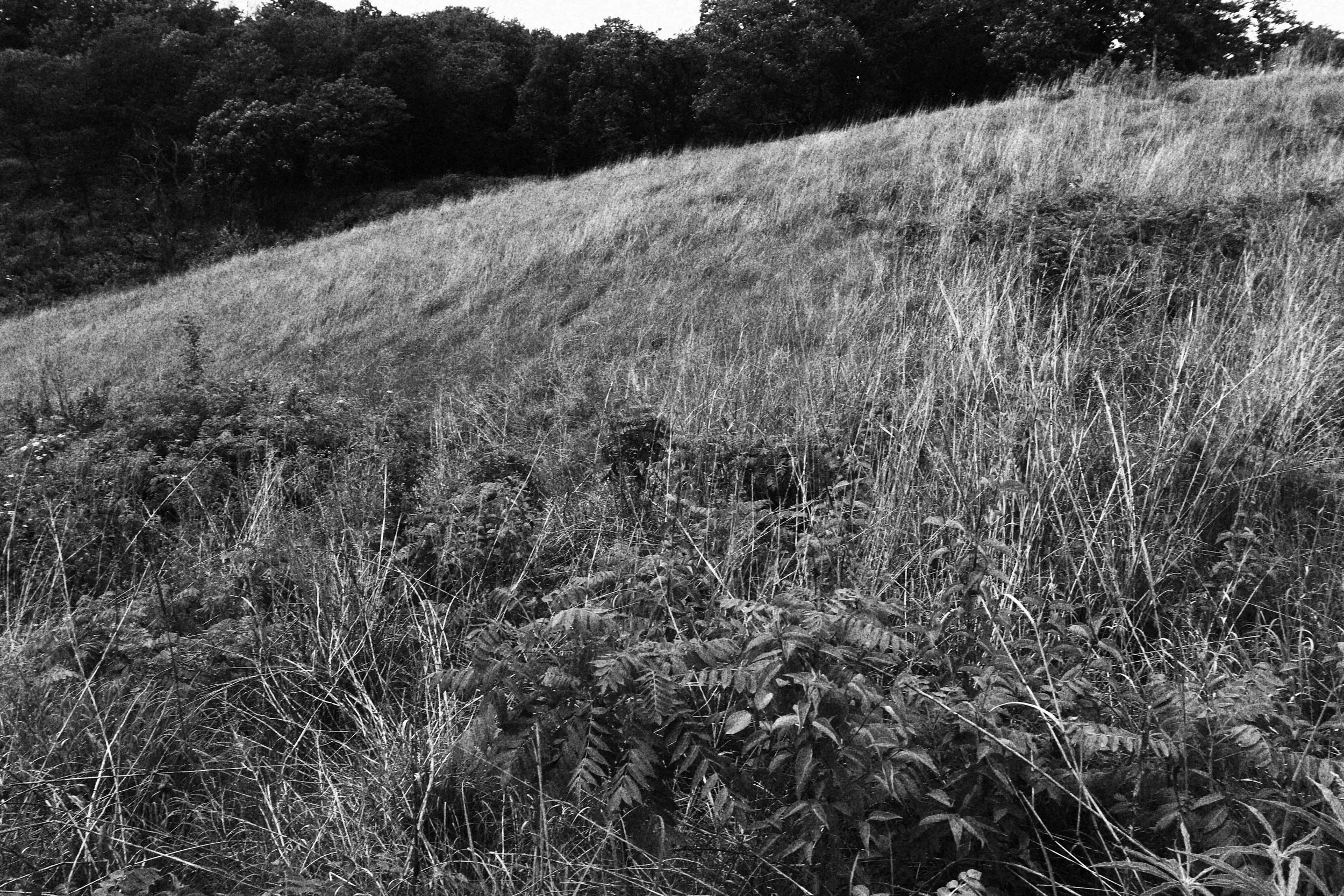 IMG_8953.jpeg