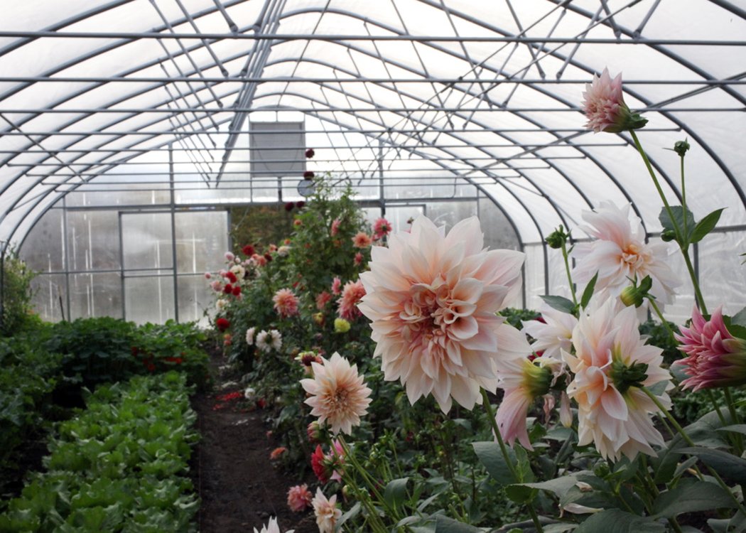 dahlias greenhouse.jpg