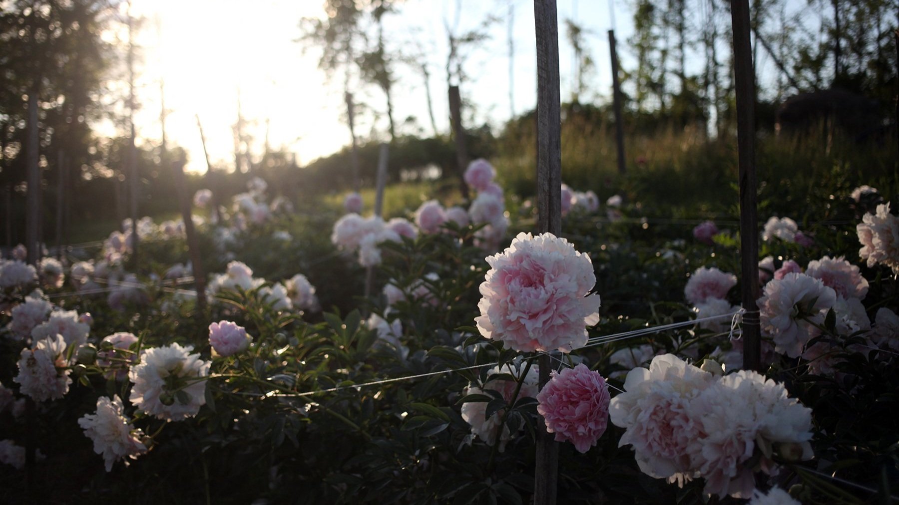 peonies.jpg