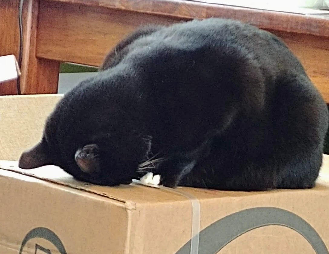 blk cat.jpg