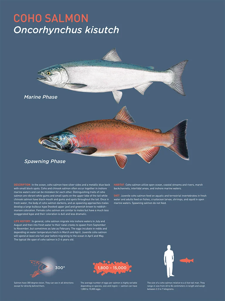 Coho.jpg