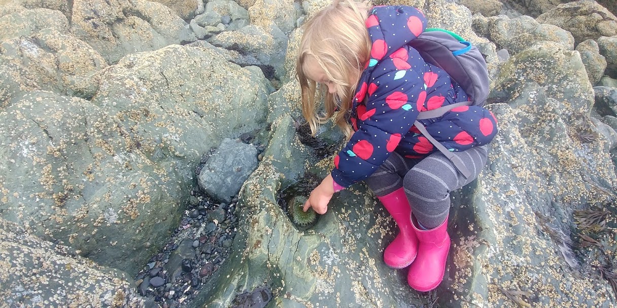 tickling sea anemones.jpg