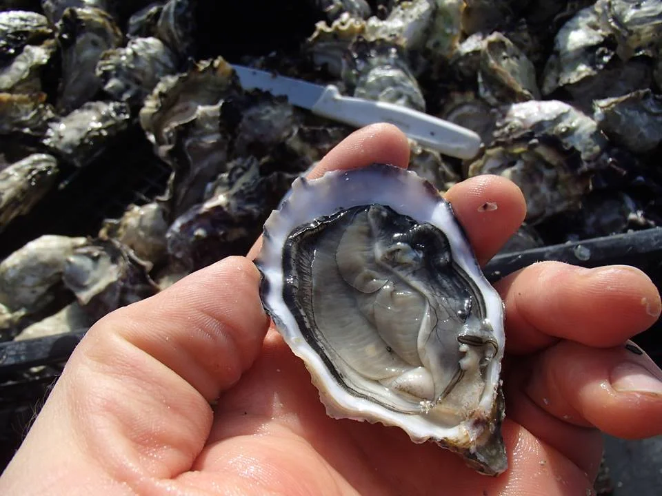 Hollie Wood Oyster in hand.jpg