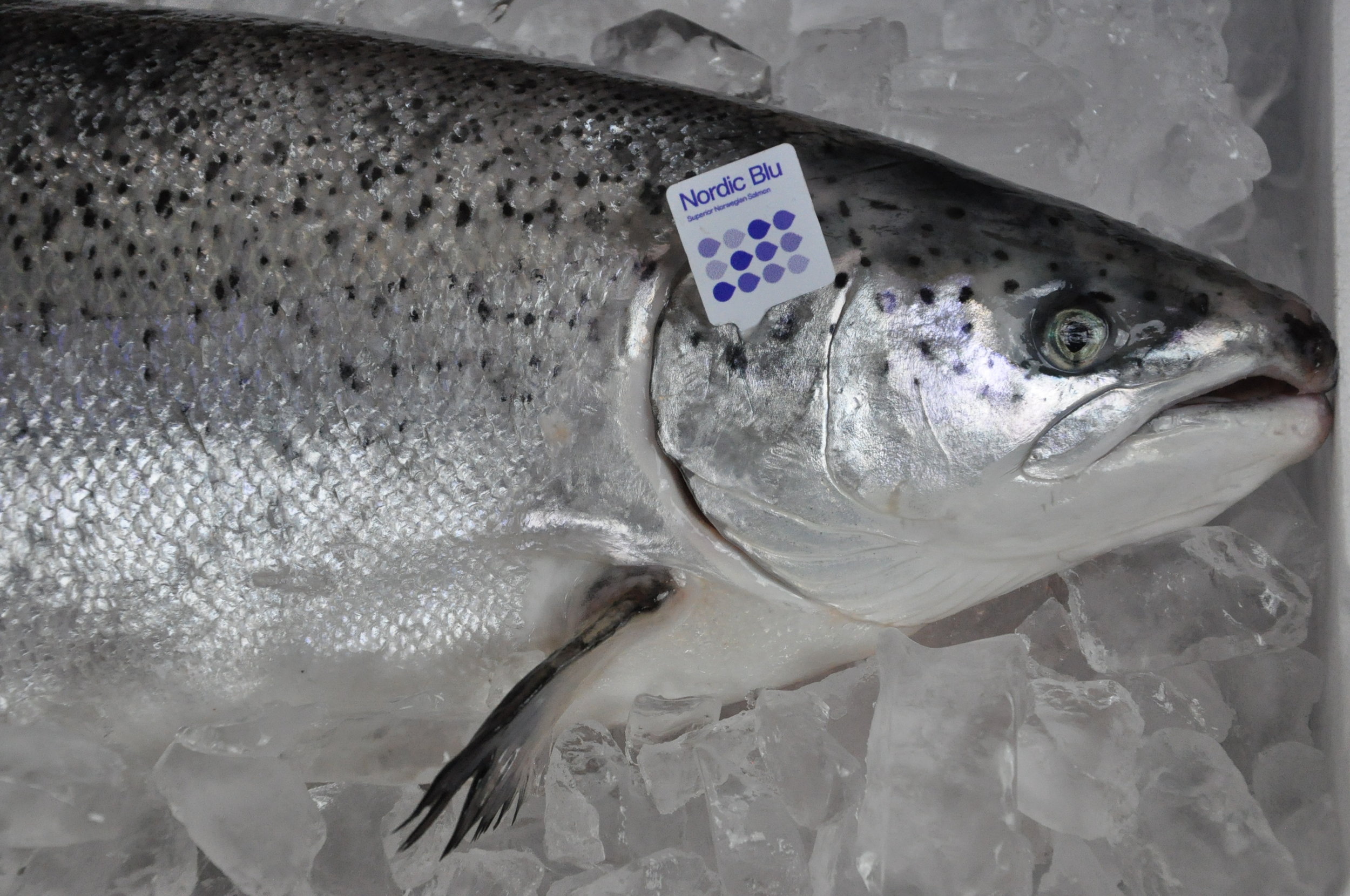 Nordic Blu Salmon CleanFish