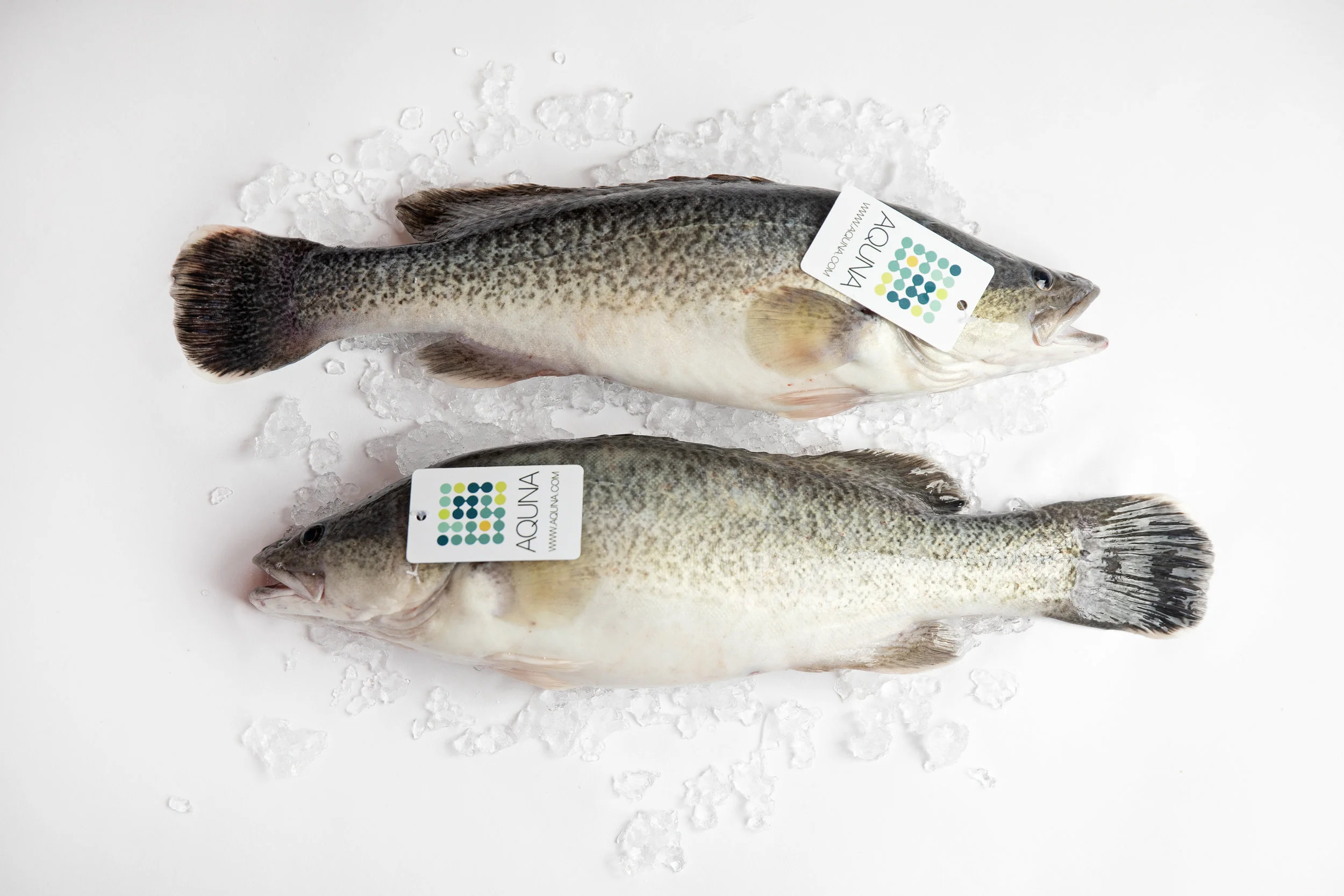 Aquna Murray Cod are pond-raised in off-bottom cages, avoiding any muddiness in the taste.