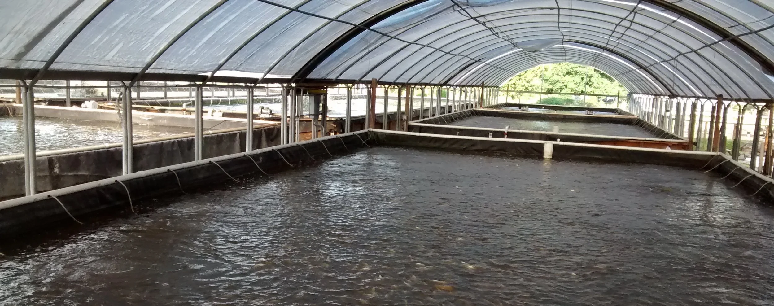 Intensive+Tilapia+Nursery.jpg