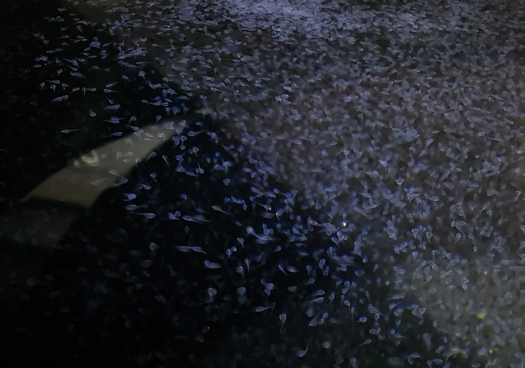 Aquatic butterflies or tiny baby halibut?