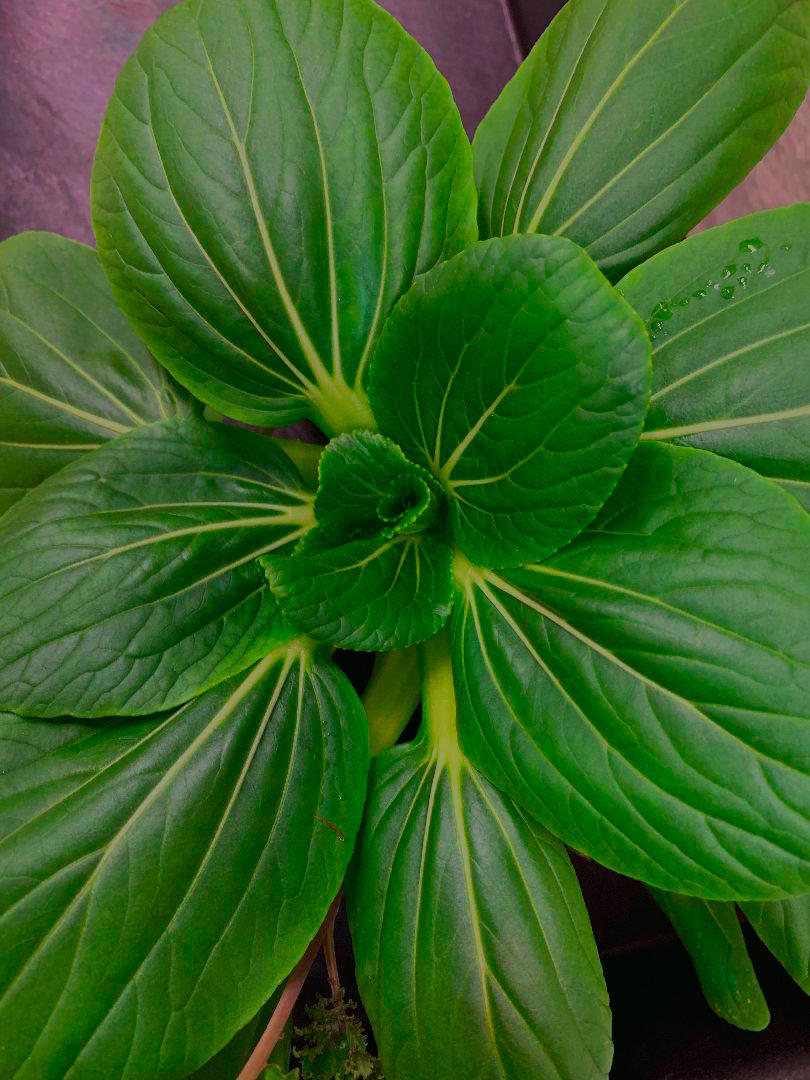 Beautiful bok choi ready for harvest