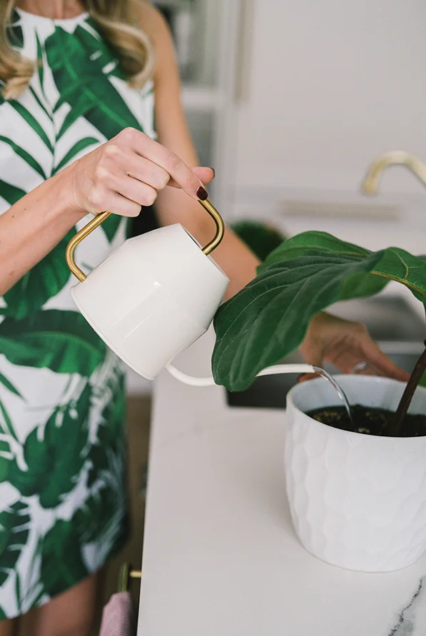 whealthy-and-co-detoxifying-plants.jpg