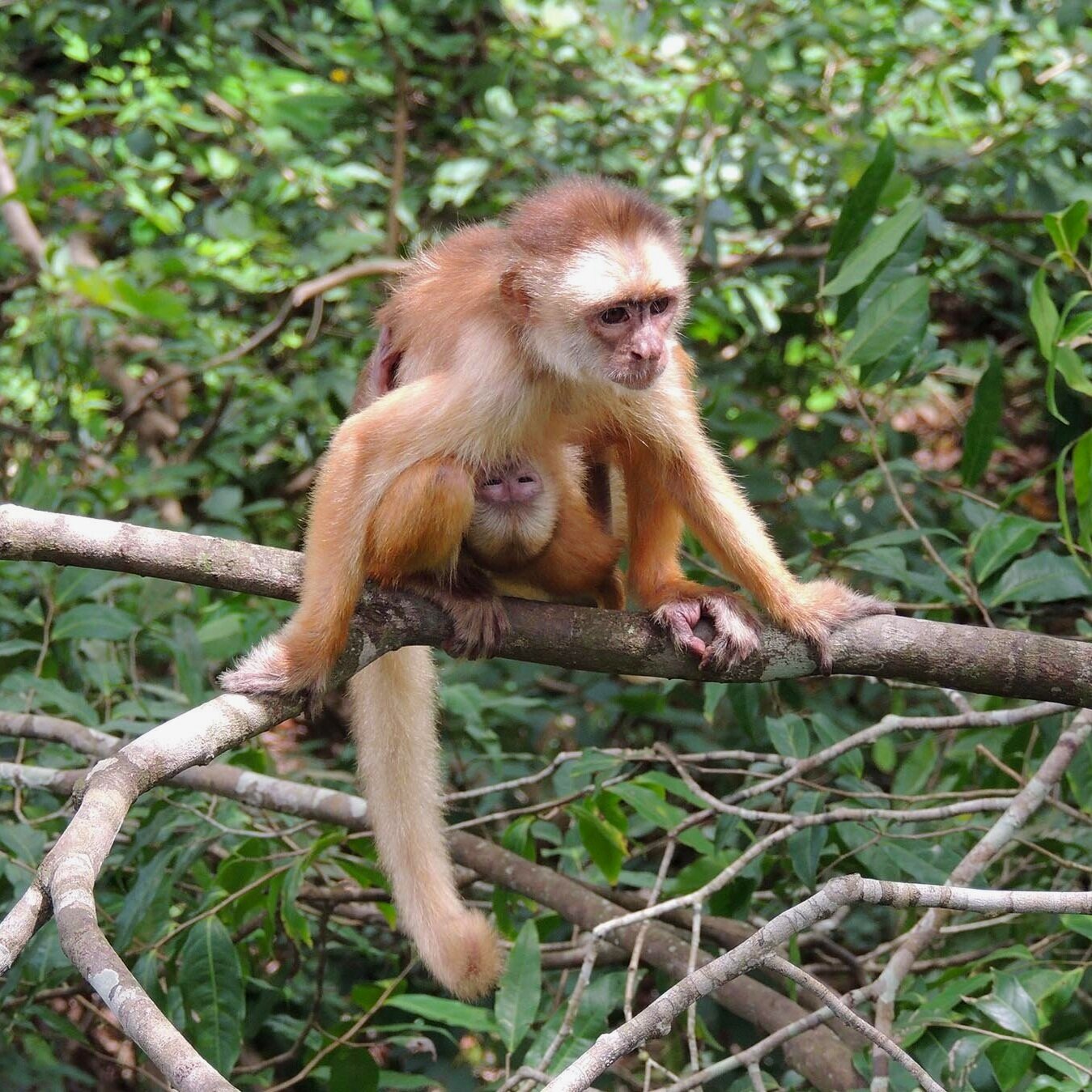 Monkey with Her Baby in the Trees