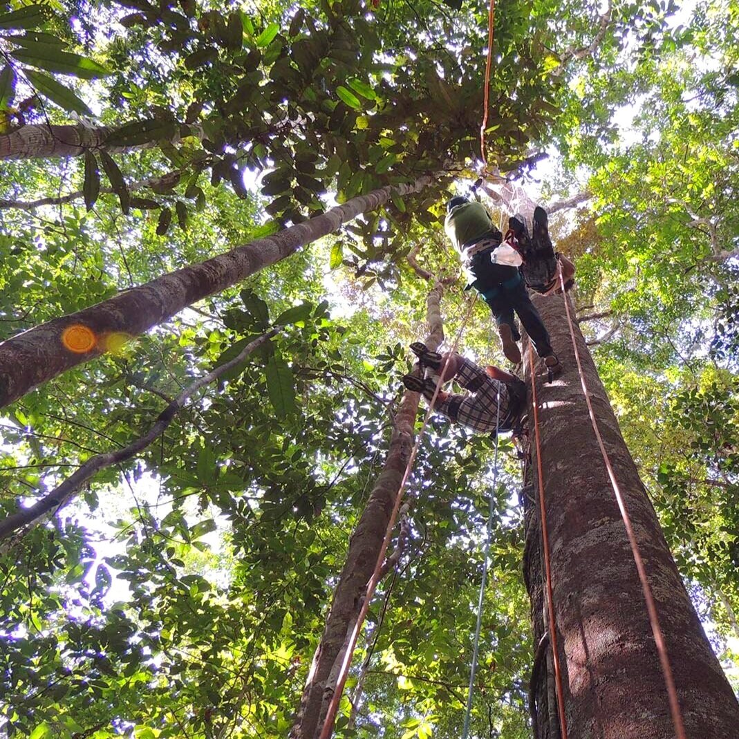 Adventurers Climbing Trees in Brazil