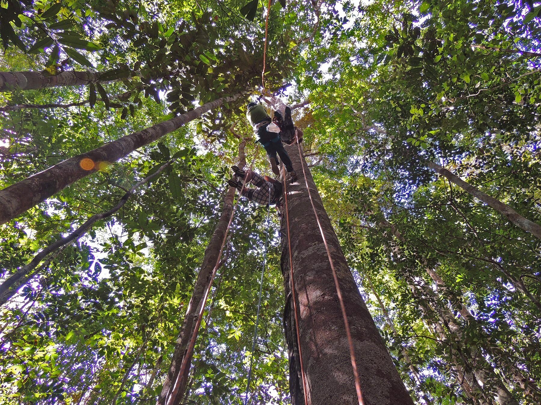 Tree climbers OPT.jpg