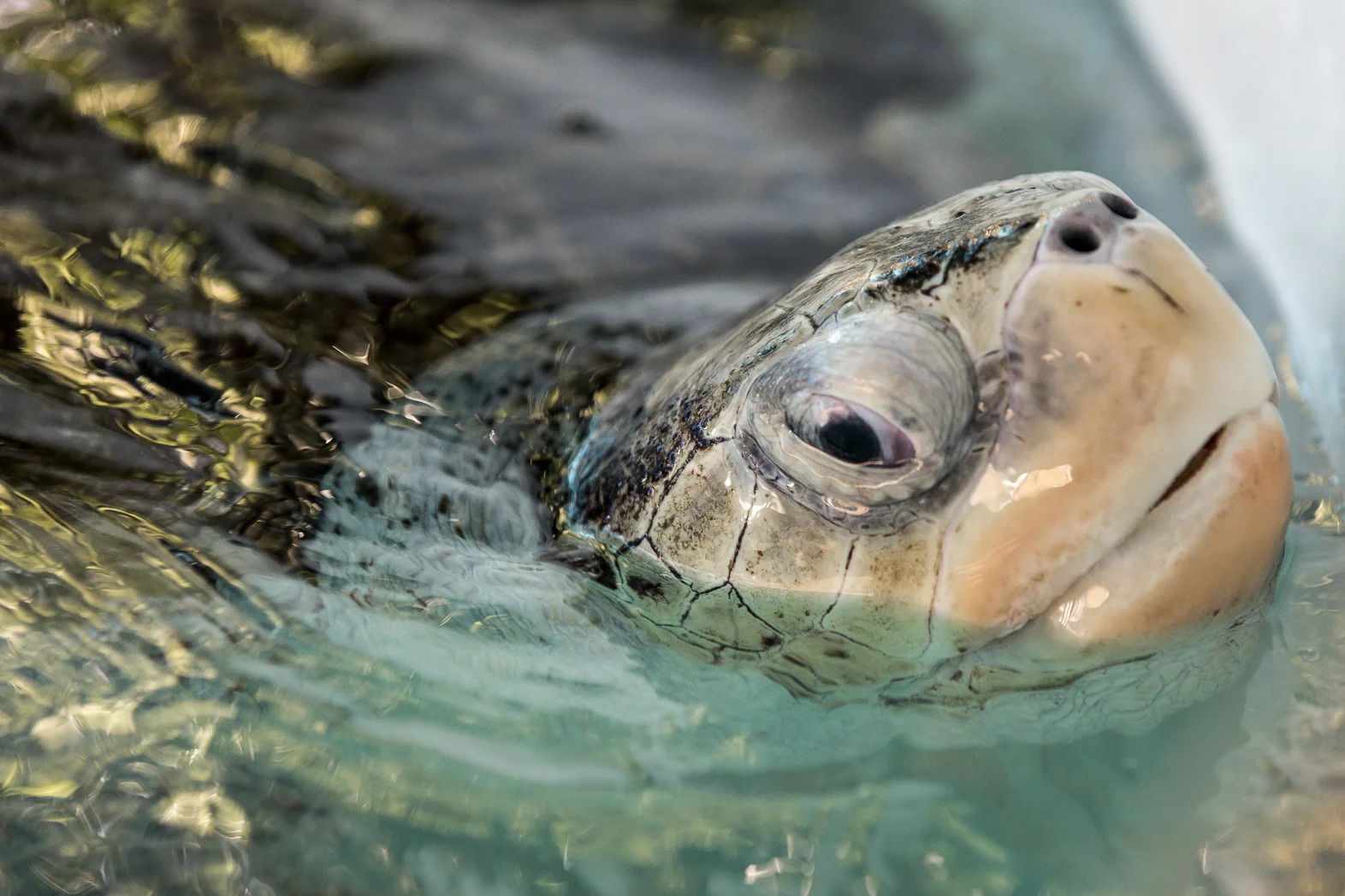 Cairns_Turtle_Rehab_Centre-LMP-11.jpg