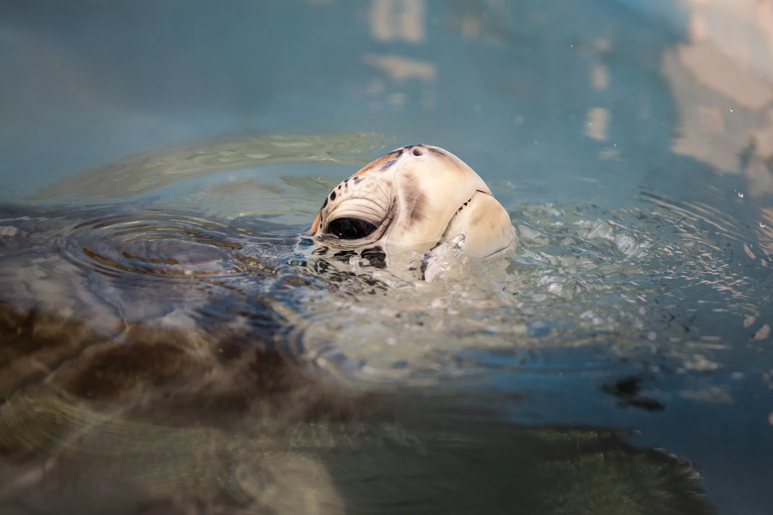 Frances was due to be released three months after we visited. She has since returned successfully to the wild, modern technology allowing the team of Vets to track her movements.