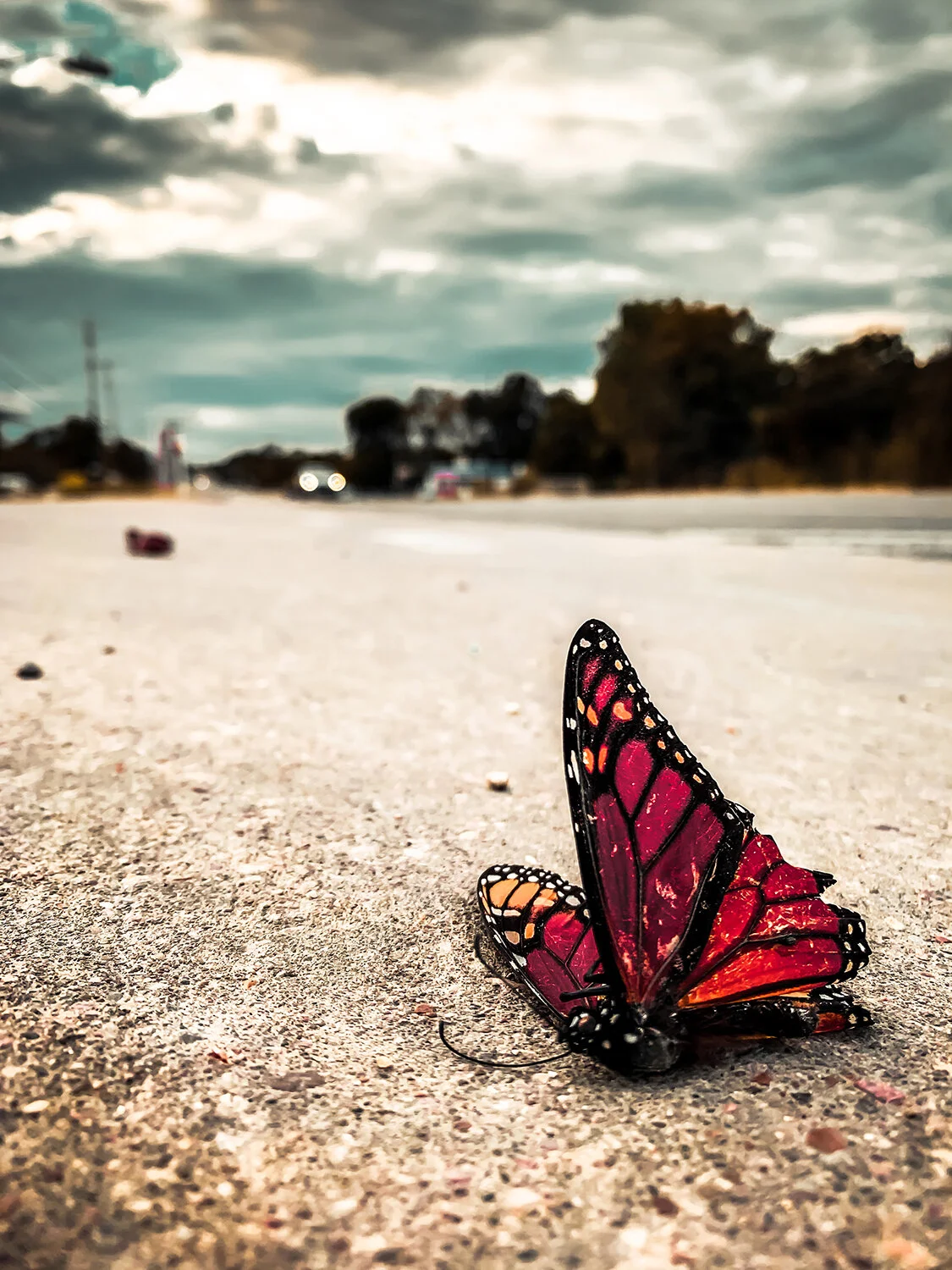 Website_ButterflyRoadkill-2.jpg