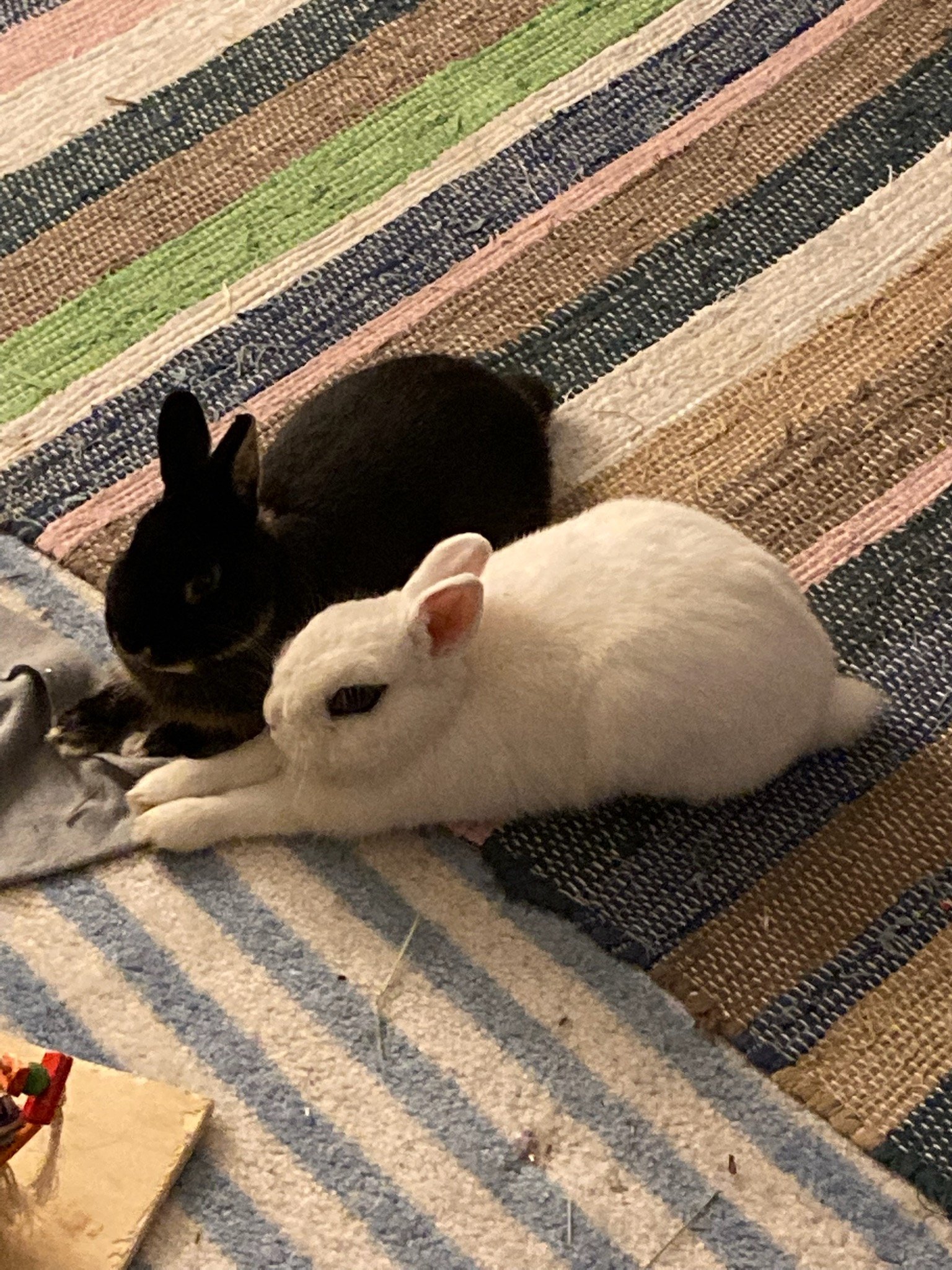 Clemmy and Peepo, Mason's Rabbits