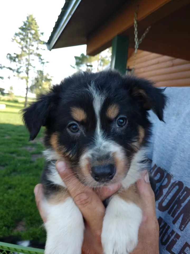 Northwest Minnesota Aussie Rescue